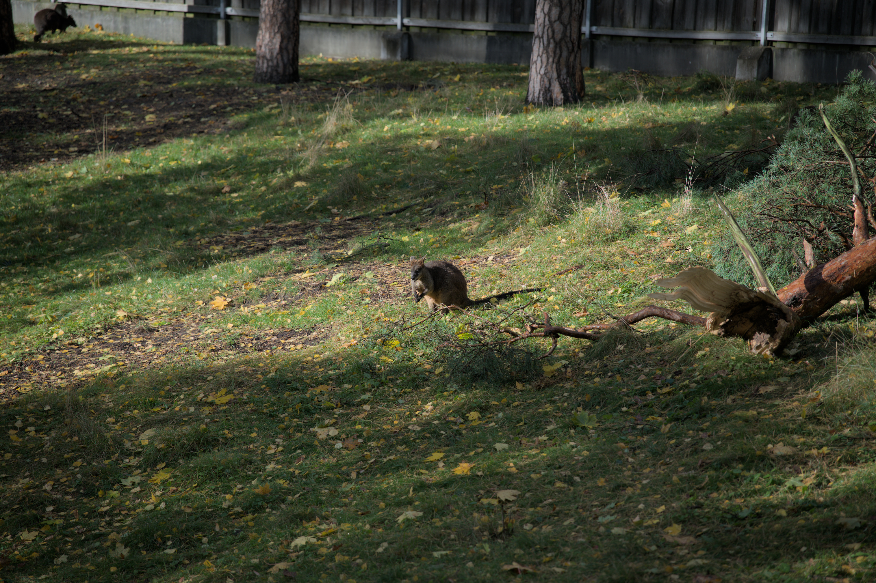2025/10/12 - zoo/DSC_0312.jpg